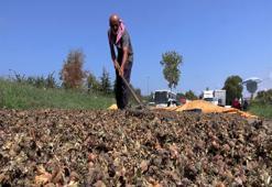 Trabzon'da mesai gece de devam ediyor: Fındık nöbeti sahile taşındı