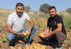 Aksaray'da patatesin tarla fiyatı 10 liraya düştü! Çiftçi market ve pazardaki yüksek fiyata anlam veremiyor