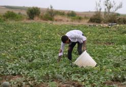Adanalı üretici yüksek kazancın yolunu buldu! Bu yöntemi uygulayınca mahsulü 2 katına satıyorlar
