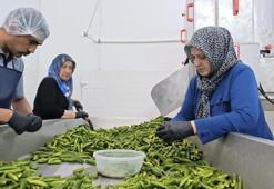Turşu ustalarının son hazırlığı! Festival heyecanı başladı