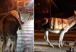 Ankara'da fıkra gibi olay! Protokol Yolu'na çıkan eşek yediemin otoparkına çekildi! Sosyal medyada gördü, hayatının şokunu yaşadı!