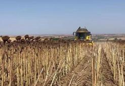 Hayrabolu'da ayçiçeği tarlalarında hasat zamanı