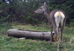 Kızıl geyik Ilgaz Dağı’nda su içerken görüntülendi