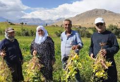 Tarlada kilosu 125 TL’ye kadar çıktı! Adana’nın coğrafi işaretli ürününde hasat başladı