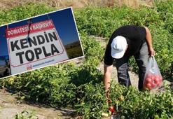 Tabela yol kenarına asıldı, vatandaşlar tarlaya akın etti! Üretici talebe yetişemiyor