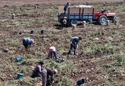 Tarlada 24, tezgahta 45 liradan satılıyor! Hasat başladı, aradaki fark dikkat çekti
