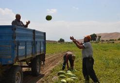 Muş Ovası'nda altın değerinde hasat! Yağışlar bereket getirdi: 230 bin ton rekor üretimle kent ekonomisine 2 milyar liralık destek!
