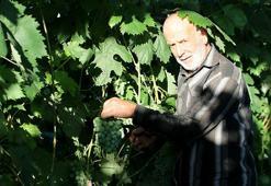 Eşsiz aromasıyla göz kamaştırıyor! Safranbolu'nun eşsiz lezzeti çavuş üzümünde hasat başladı: Kilosu 150 lira