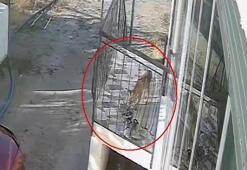 Terlik hırsızı kedi, köpek sandı gerçek çok farklı çıktı!