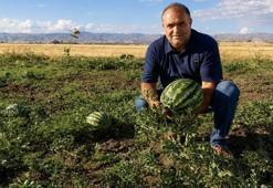 Ağrı’da alternatif tarım yüzleri güldürdü! Bu ürünleri eken çiftçinin kazancı katlandı