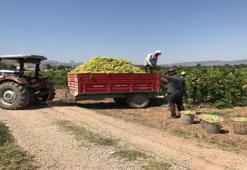 Kötü haber tarlaya erken geldi: Denizli'de çiftçi fiyatı duyunca kulaklarına inanamadı