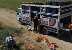 Türkiye 7'ncisi oldu! Bitlis'te dev üretim: Bölgenin zirvesine yerleşti