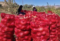 Kırıkkale'de çiftçi 20 dönümden 80 ton verim elde etti! Ata tohumundan üretti, kilosu 30 liradan satılıyor