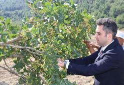 Manisa'nın 'Yeşil Altın'ı Selendi fıstığında hasat başladı