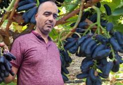 Manisa'da deneme amaçlı ekti, sonuçları şaşkına çevirdi! Üreticiler bağa akın etti: Kapış kapış satılıyor