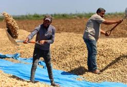 Adana Türkiye'nin zirvesinde! Hasat gecikti, her gün tonlarca toplanıyor, fiyatı 100 lira
