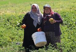 Kayseri’de ata tohumundan yetişiyor! Tuzla Gölü’nün tuzu aromasını değiştiriyor, talebe yetişemiyorlar