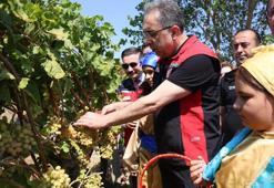 Gökçeada'da iyi tarım ve organik tarım! Adada üzüm hasadı başladı