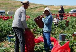 Günde 200 ton yüklüyorlar! Hasat başladı, günlük kazançları 10 bin liraya kadar çıkıyor