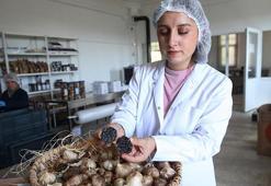 Güney Kore gezisinde gördü Kastamonu'da üretti! Girişimci vatandaş Taşköprü'nün beyaz altınını siyah altına çevirdi
