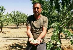 Hobi olarak başladı, kazanç kapısı oldu: Tarladan 10 ton rekolte bekleniyor