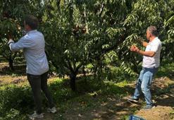 Bursa'da hasat üreticiyi yıktı! Fiyatı 10 liraya düşünce tarlada ürün bitti