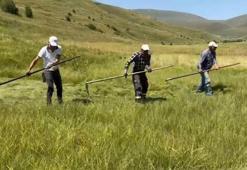 Tarlada iş bir ay geriye kaldı: Çiftçinin belalısı bu yıl da işini yaptı