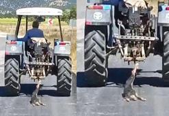 Traktörün arkasına köpeği bağlayarak sürükledi