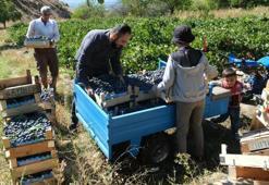 Erzincan'da hasat başladı! Kilosu 150 lira: Türkiye'nin dört bir yanına gidiyor