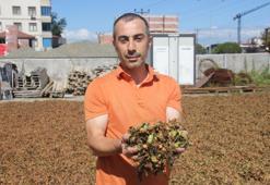 Yüksek kesimlerde hava bozdu, fındıklar sahile taşındı! Üreticiler nöbette