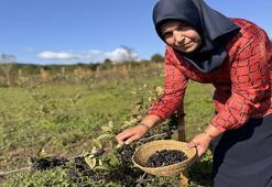 Oğlunun önerisiyle başladı, şimdi kazanç kapısına dönüştü! 1 ton ürün bekliyor