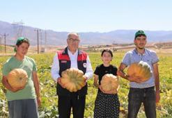 Elazığ’da kabak hasadı başladı! Üreticiler verimden umutlu