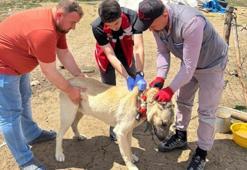 Köpek sahiplerine uyarı! Kayıt yaptırmayana 10 bin, terk edene 108 bin TL ceza