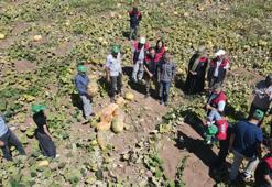 Elazığ'da bal kabağı hasadı başladı! 2 bin 24 dekar alanda 4 bin 74 ton rekolte bekleniyor