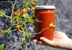 100 gramı bir kasa portakala bedel! Dikenlerin arasından tek tek toplanıyor: Herkes peşine düştü