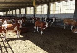 Malatya'da 5 dönümlük alanda binlerce üreticiye destek oluyor: 500 baş hayvanla ihtiyacın tamamı karşılanıyor
