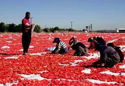 Erciyes'in eteklerinde yetişiyor, özel yöntemlerle kurutuluyor! İtalyan pizzalarının lezzet sırrı Kayseri'den çıkıyor