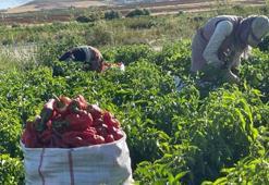 Çuvallarla satın alıyorlar! Şanlıurfa'da hasat başladı: Kilosu 30 TL, yok satıyor