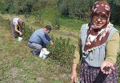 Devlet desteğiyle kurdular! 2 yıl sonra ilk ürünlerini aldılar: Şimdi Türkiye'nin her yerinden talep yağıyor