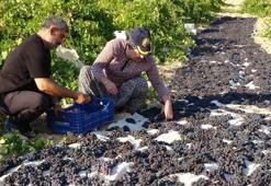 Malatya'da üreticiler su azalınca kayısıya alternatif olarak başlamışlardı! Kilosu 600 liradan satılıyor: Toptancılar şimdiden randevu alıyor!