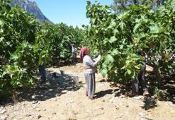Antalya'da geciken hasat düşük rekolteye sebep oldu! Fiyatı halen 50 lira seviyesinde