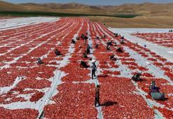 Elazığ'dan dünyaya gidiyor: 40 bin tonu buldu