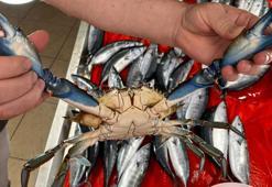 Nadir görülen mavi yengeç Sinop'ta yakalandı! Gören vatandaşlar fotoğraf çekiyor