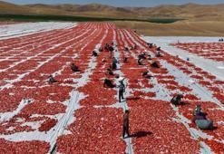 Elazığ'da üretiliyor, dünya sofralarını tatlandırıyor