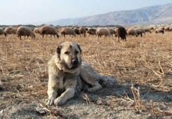 Köpeği fark etti, çoban Erzincan'ın dağlarında gördü: 25 yıldır aynı sahne!