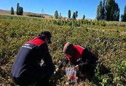 Bayburt'ta hasat öncesi pestisit denetimi: Hasat öncesi numuneler alınarak laboratuvara gönderildi!