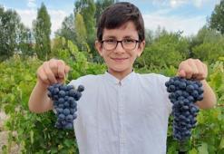 Van'da Urartulardan kalan 2 bin 800 yıllık miras! Coğrafi işaretli lezzette hasat başladı ama üreticiler soğuk hava deposu ve kooperatifleşme desteği istiyor