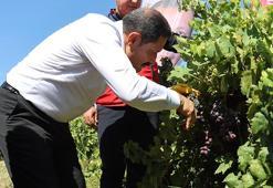 Hatay'da bağ bozumu heyecanı başladı: 50 bin hektar alanda 85 bin ton üzüm rekoltesi bekleniyor!