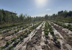 Soğuk iklimde alternatif tarım! Geç çilek hasadı yapılıyor