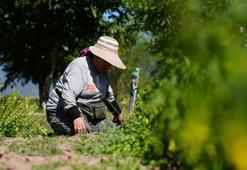 Bolu'da kaybolmaya yüz tutmuş tohumlar koruma altında: Bebek Meyve Ormanı'nda hasat sezonu başladı
